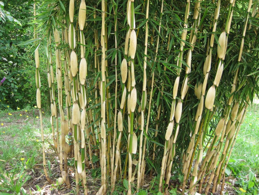 Phyllostachys bissetii