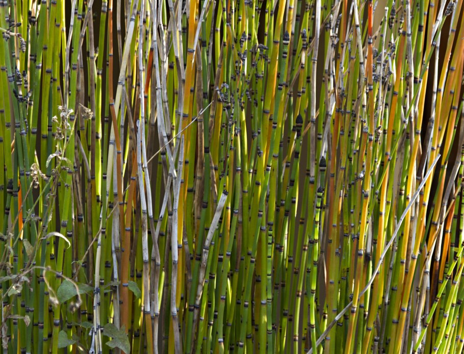 Листоколосник бамбуковый