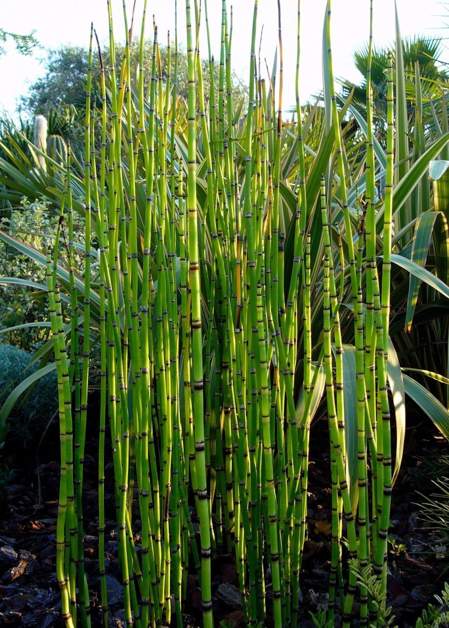 Бамбук Широшима
