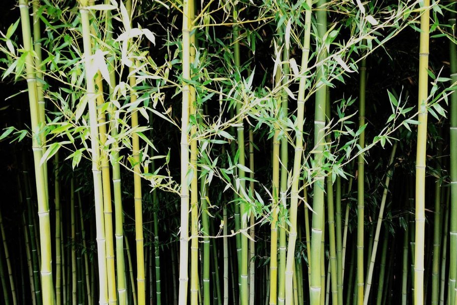 Phyllostachys aureosulcata