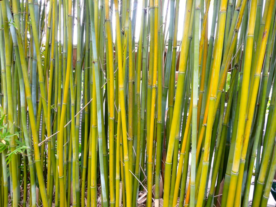 Полуабая бамбук