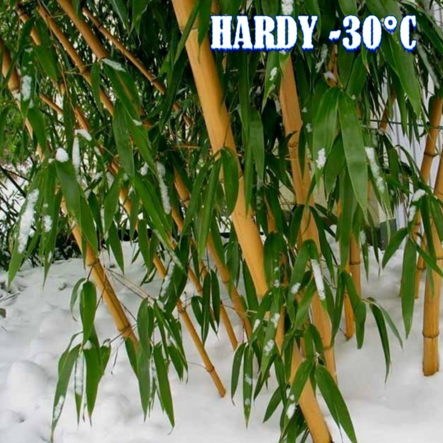 Хвощ зимующий Equisetum hyemale