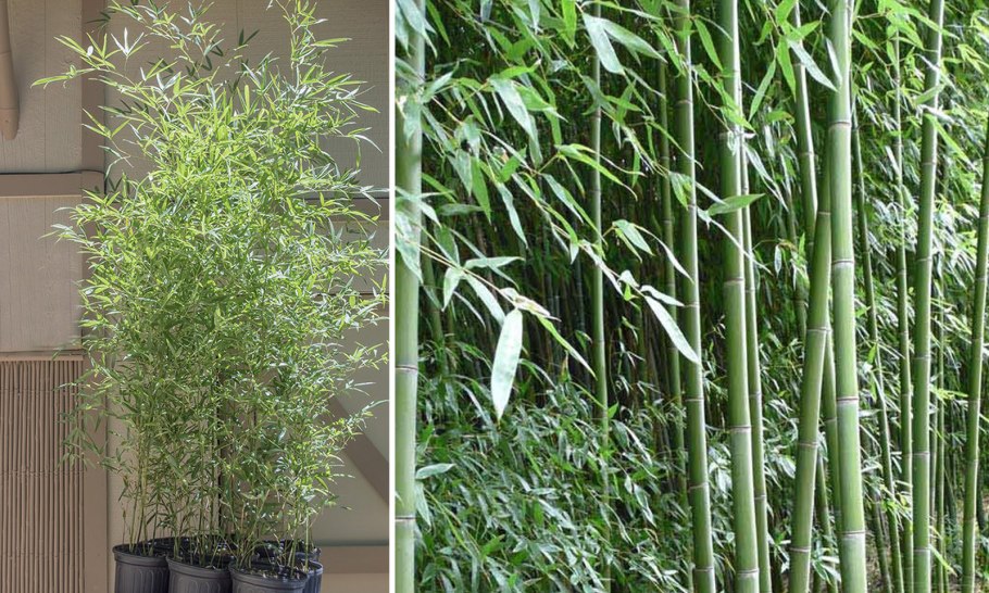 Бамбук листоколосник