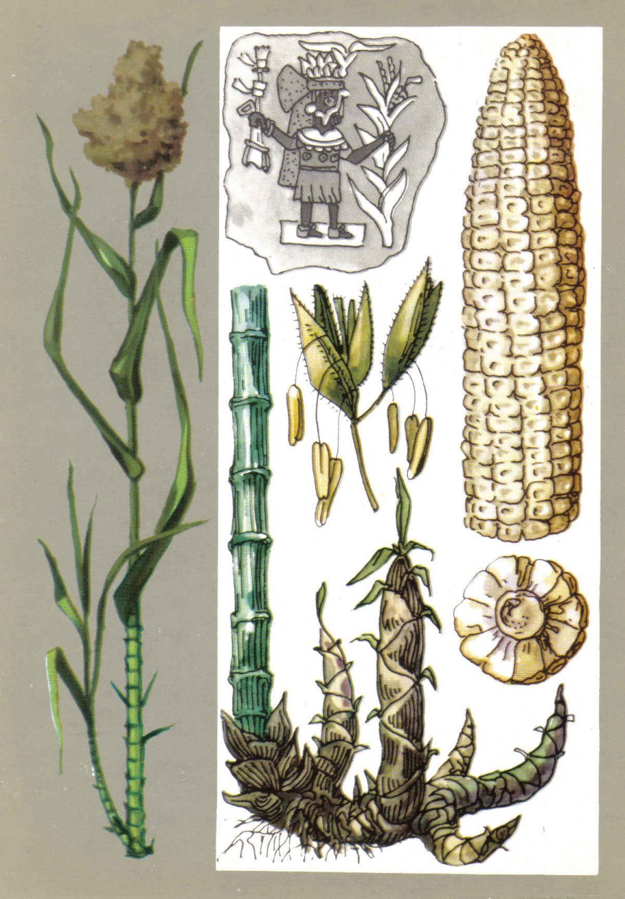 Бамбук злаковые