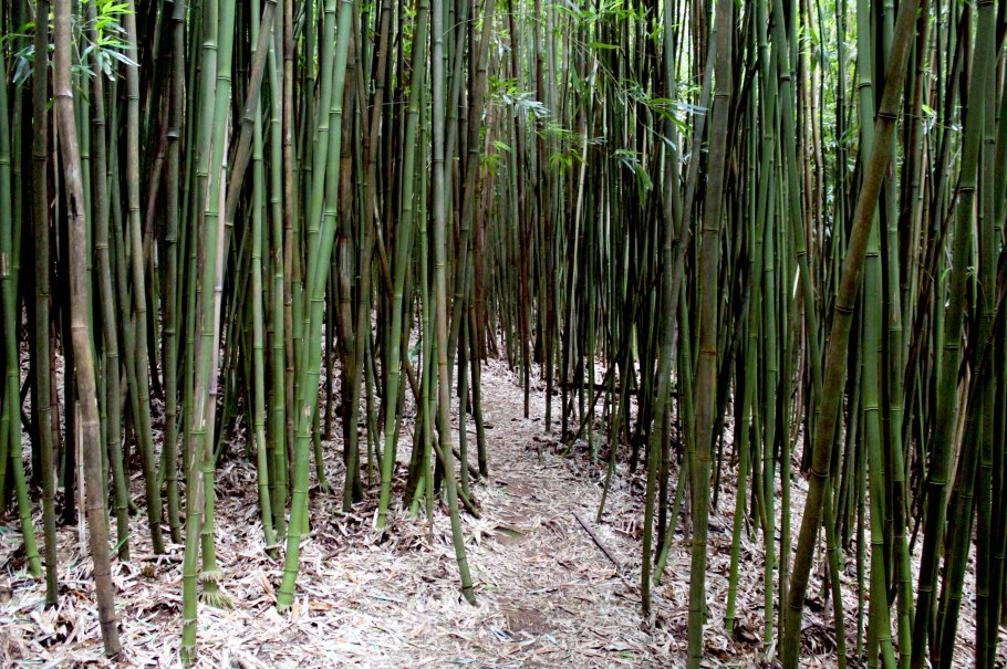 Бамбук болотный