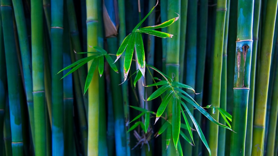 Фаргезия Робуста