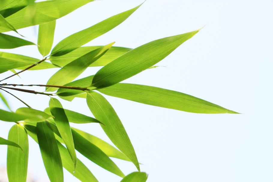 Сорт бамбука bambusa fortunei