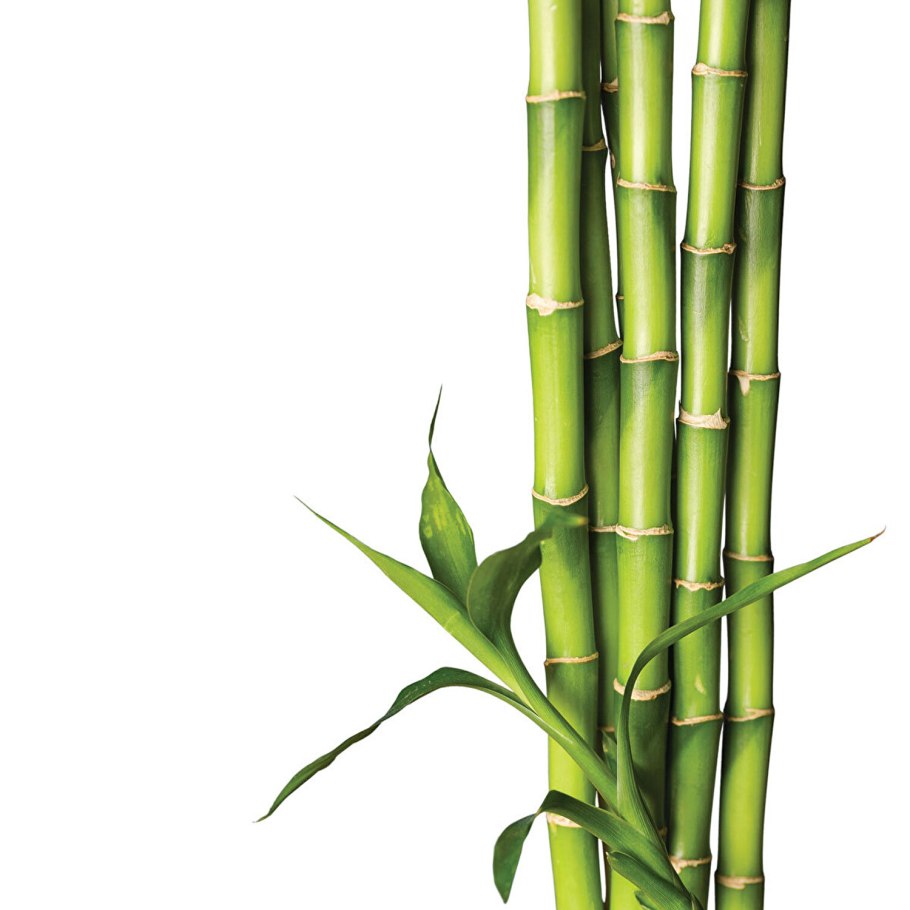 Монастырский бамбук