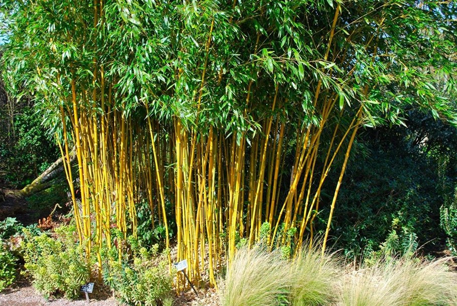 Бамбук Melocanna baciffera