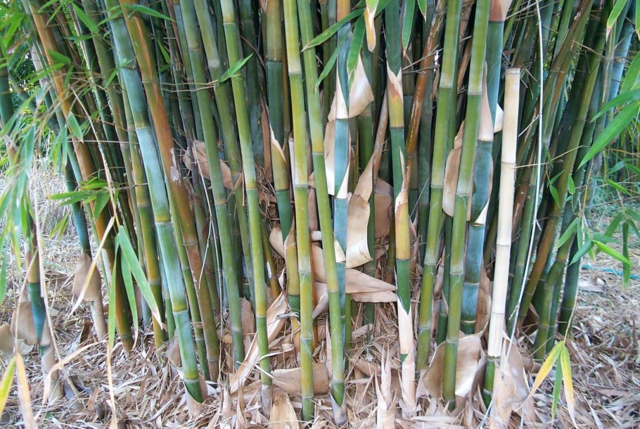 Растения семейства Лилейные и злаковые