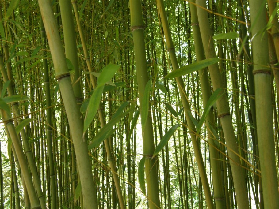Бамбук Филлостахис Ауреа фото