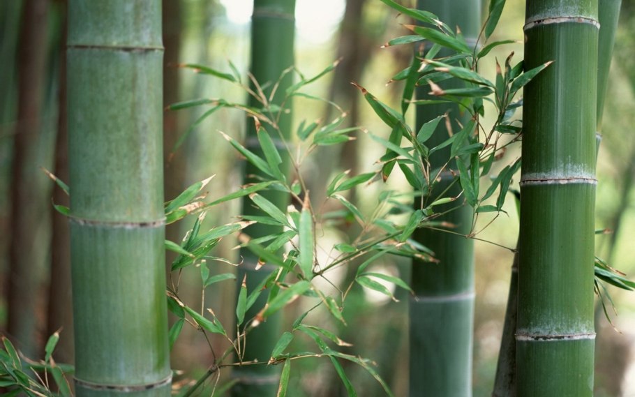 Камыша Arundo Donax