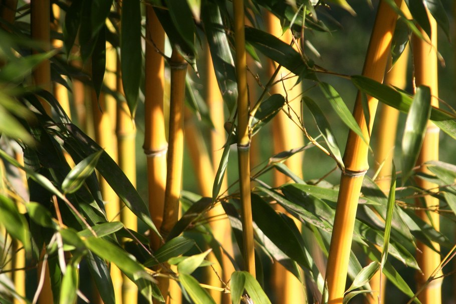 "Bamboo" "Bamboo. Bamboo (LP)"