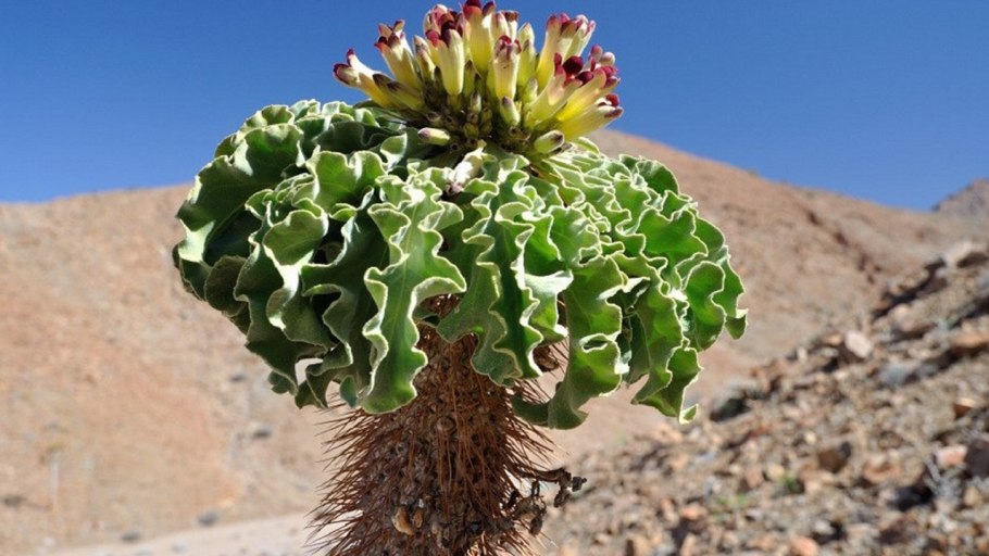 Растения зоны пустынь саксаул