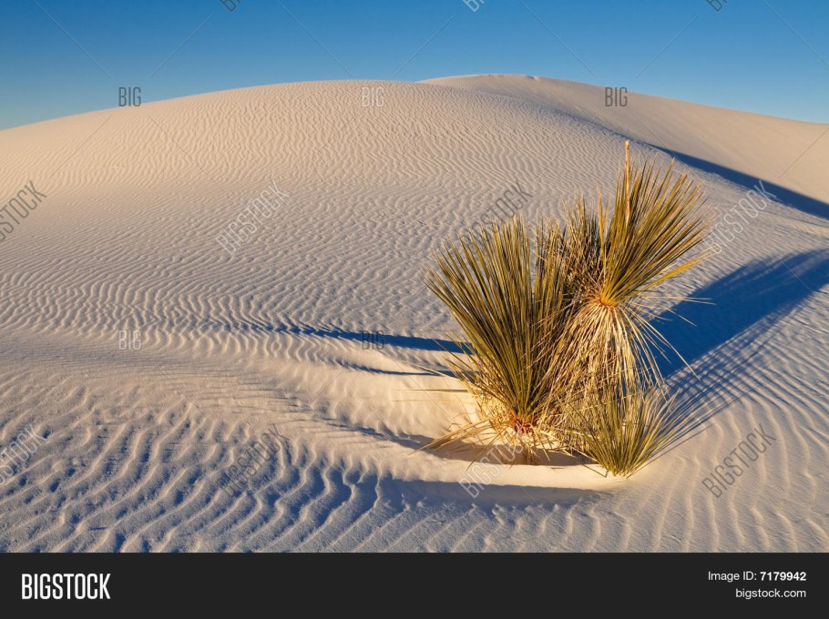Флора пустыни Атакама