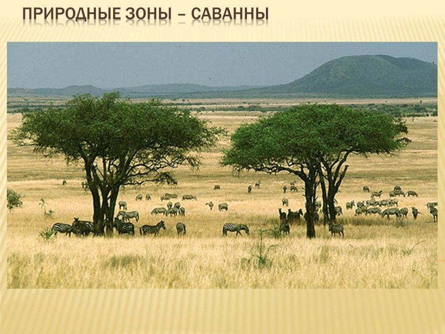 Лес Дедвлей Намибия