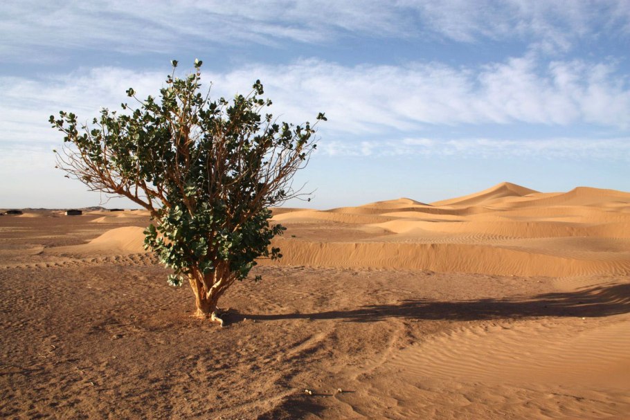 Тропические пустыни растительный мир