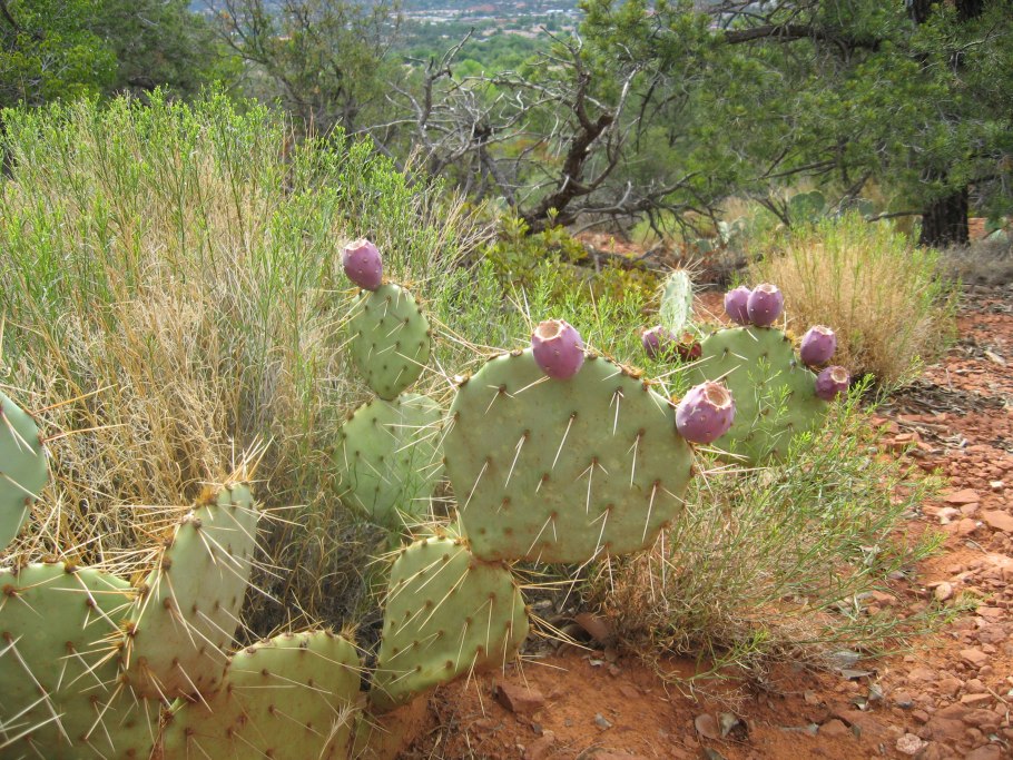 Животный мир пустынь тропических пустынь Африки