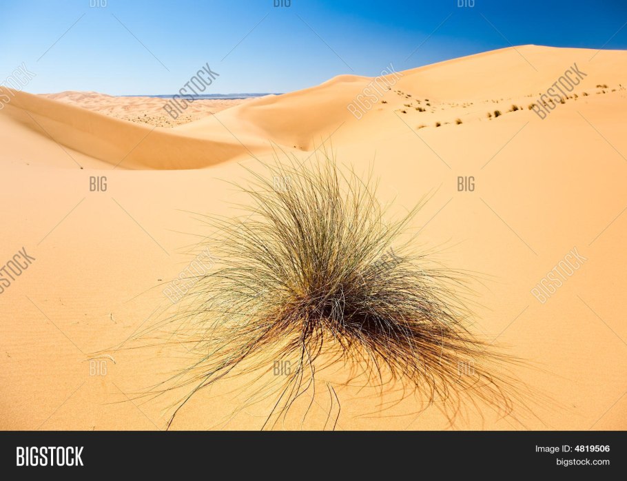 Ксерофитные кустарники Алжира