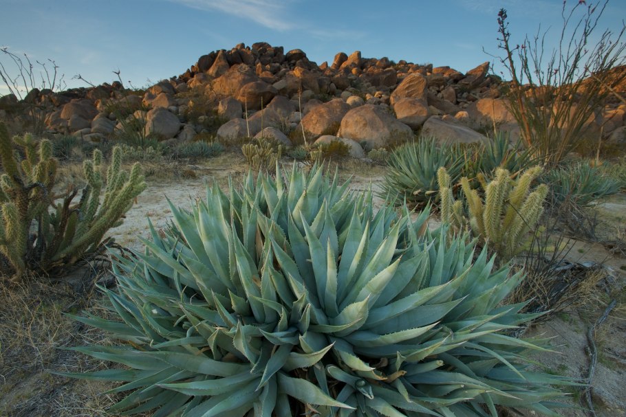 Desert Plants