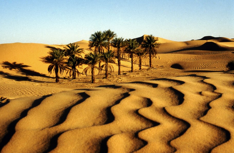 Намиб Оазис