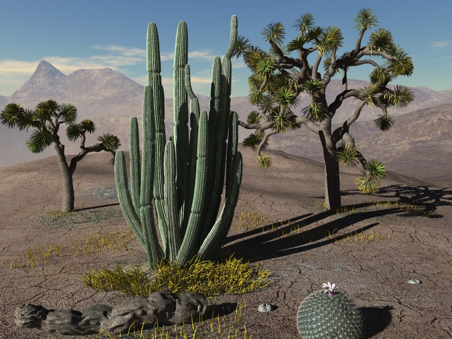 Разнообразие природных зон пустыни