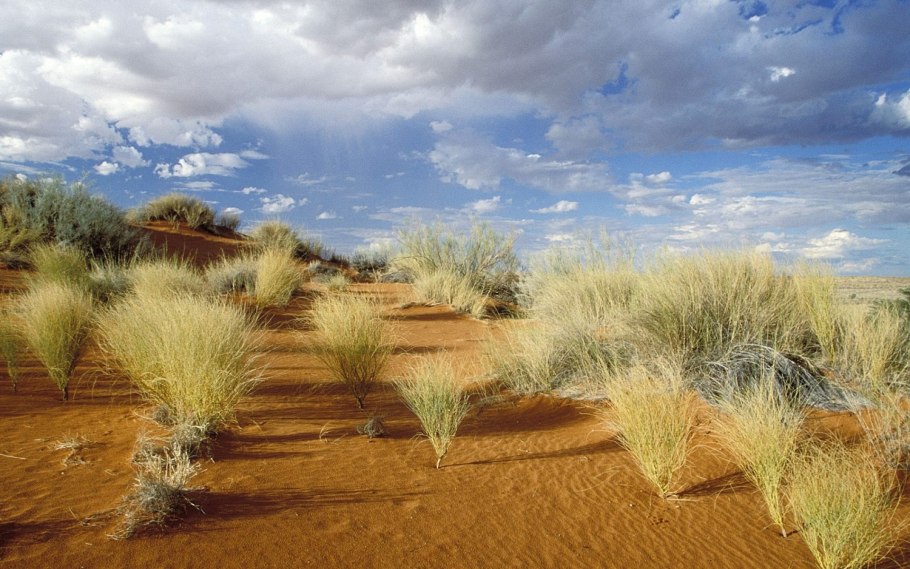 Эндемик пустыни Намиб баобаб