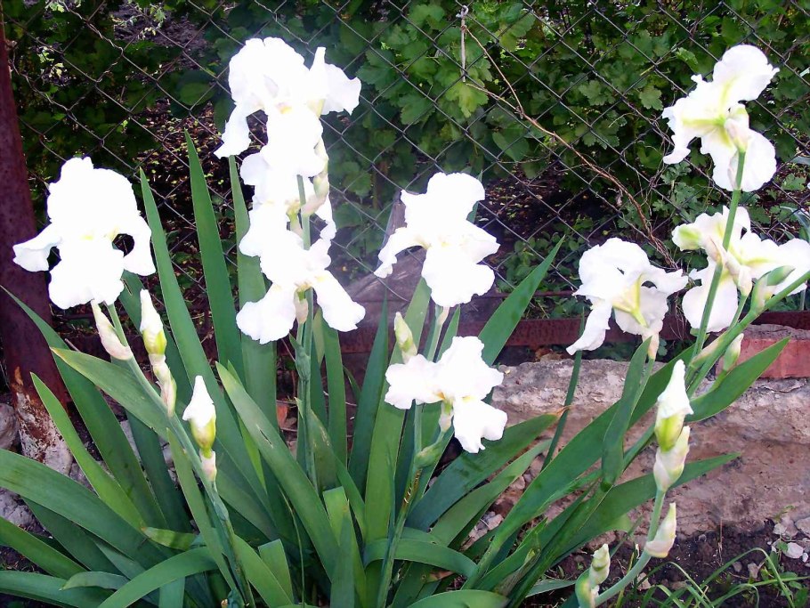 Ирис Сибирский (Iris sibirica белый