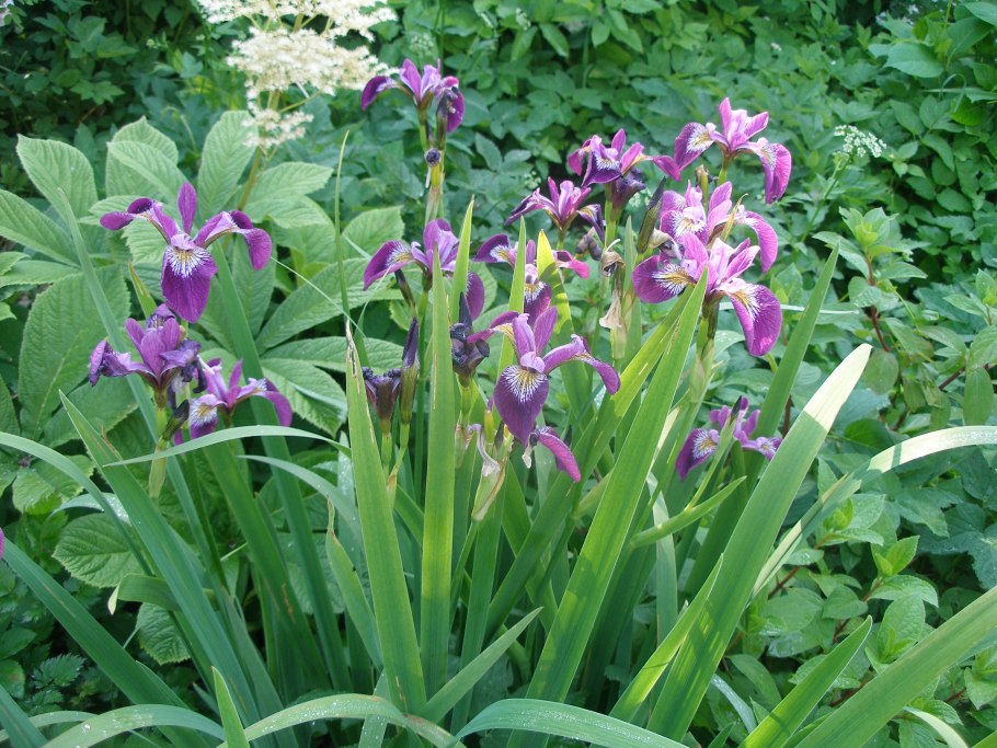 Ирис Iris sibirica Wine Wings