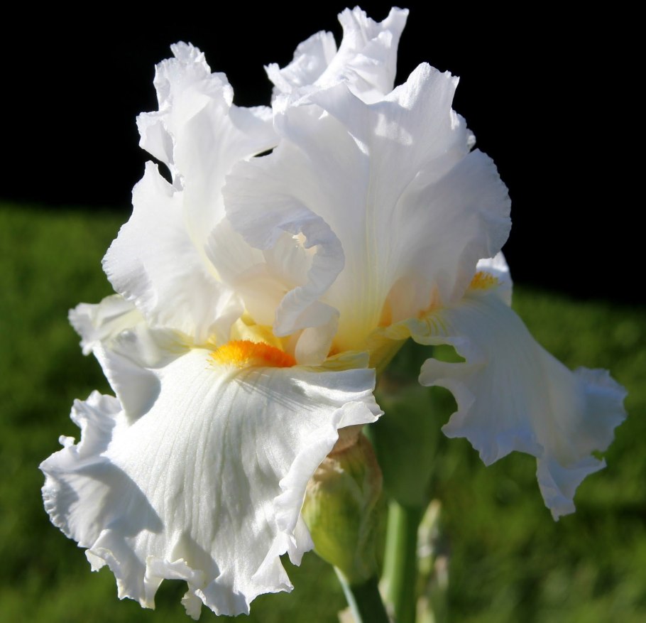 Ирис Сибирский White Swirl