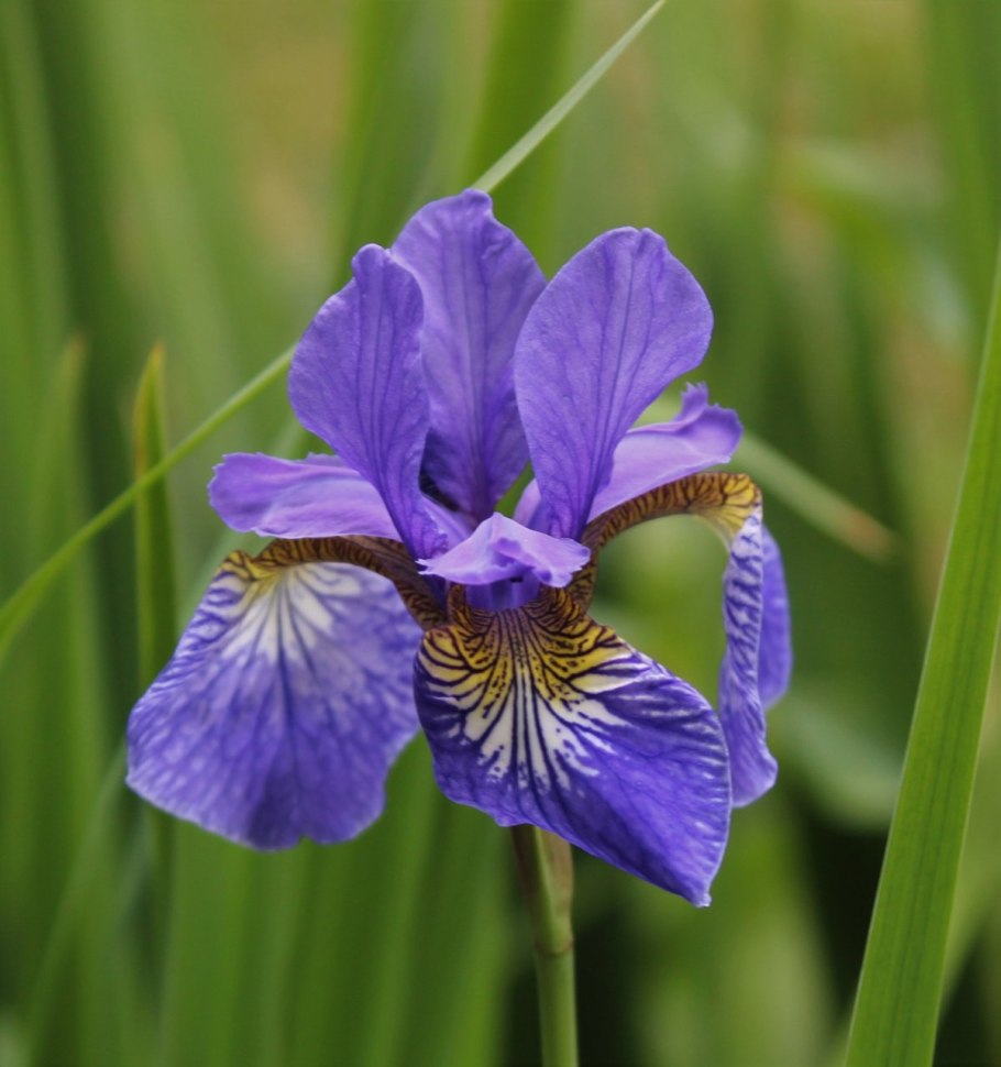 Iris Germanica Immortality Ирис германский Имморталити