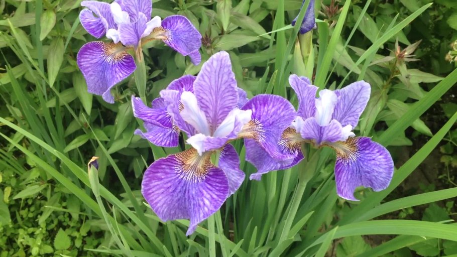 Ирис Сибирский (Iris sibirica White Swirl )