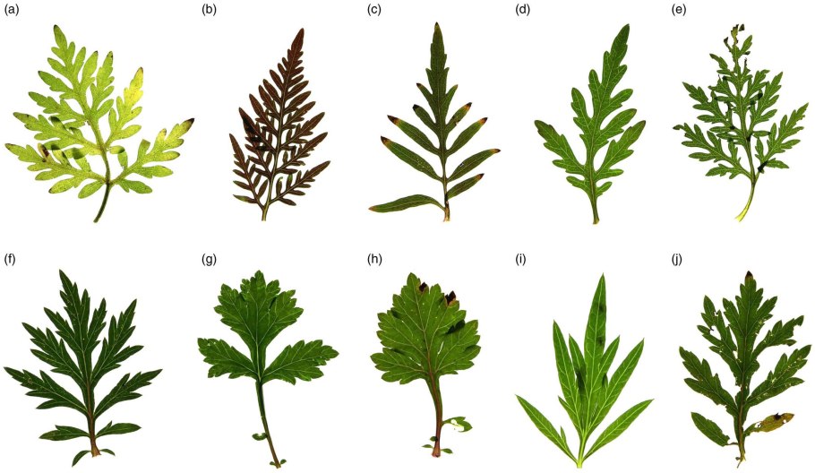 Амброзия полыннолистная опасный карантинный сорняк