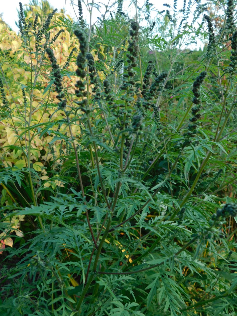 Амброзия сорняк аллерген