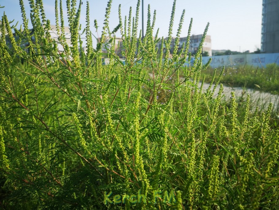 Амброзия Крымская