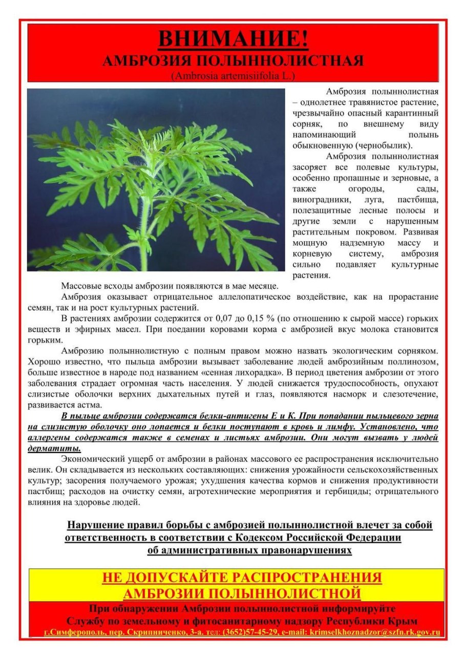 Амброзия полыннолистная вредоносность