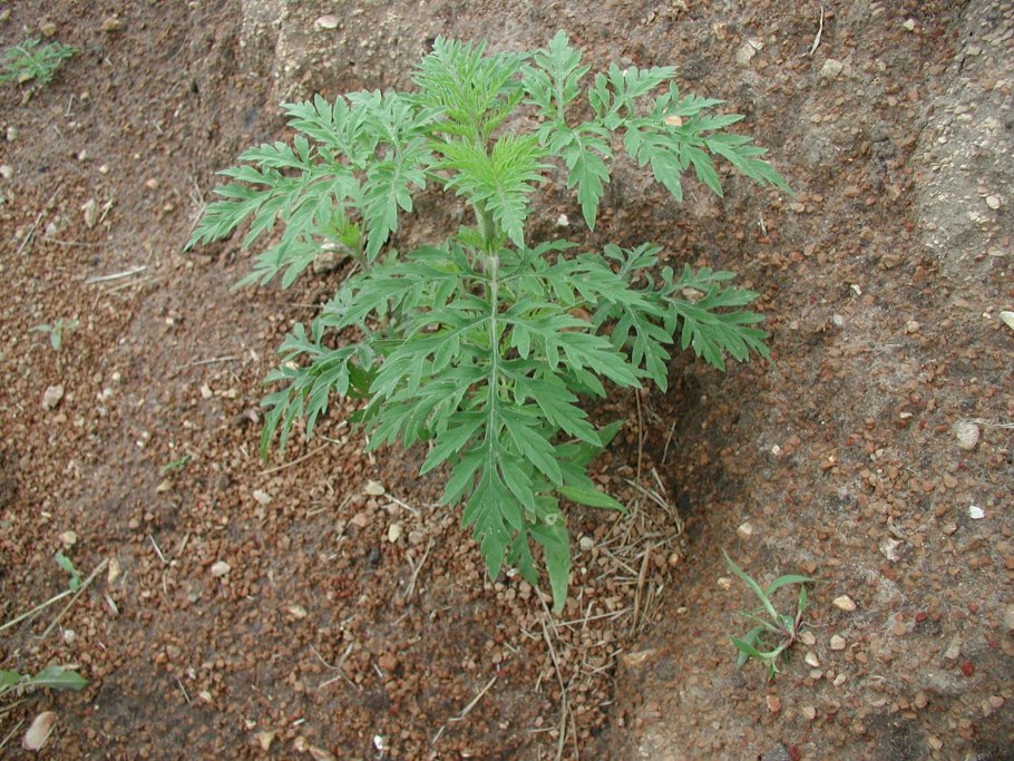 Амброзия полыннолистная опасный карантинный сорняк