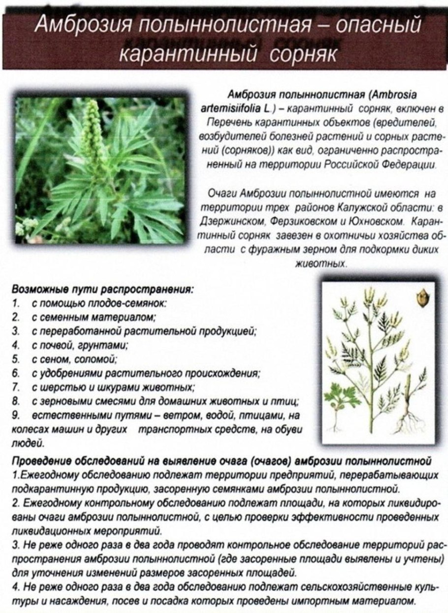 Амброзия в Анапе период цветения 2020