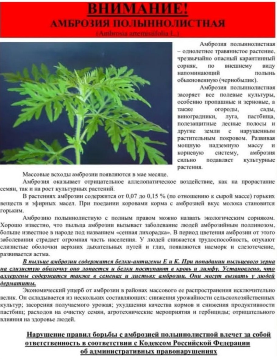 Амброзия наркозависимость