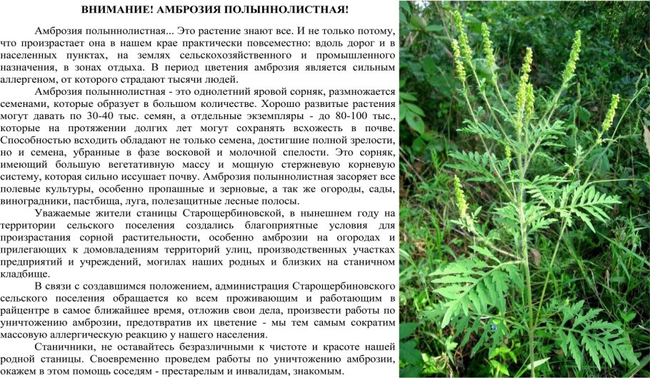 Амброзия полыннолистная ареал распространения