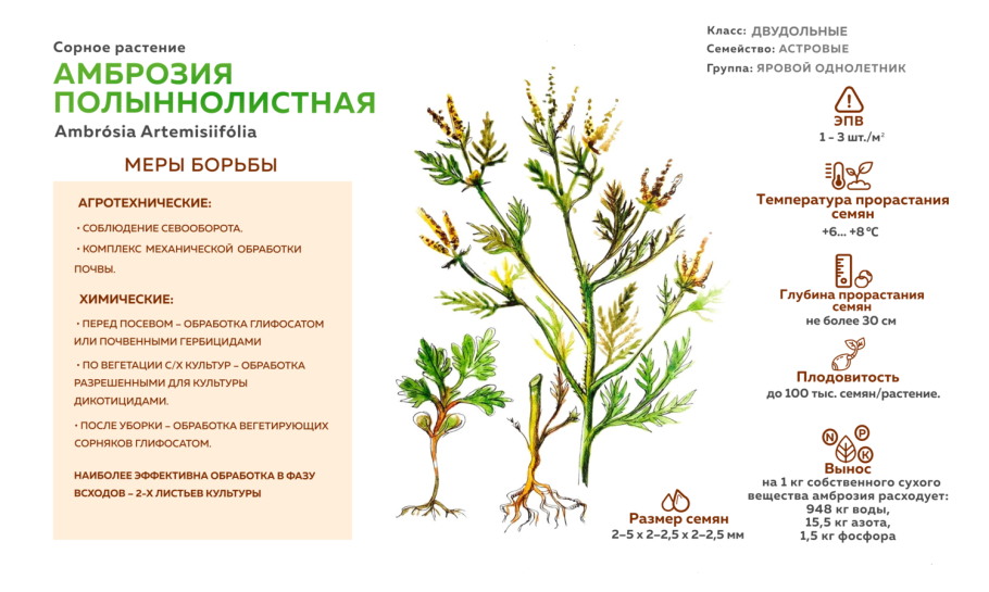 Опасный сорняк амброзия