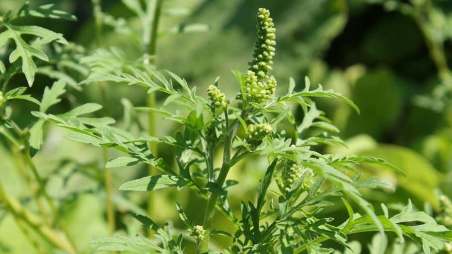 Амброзия растение золотарник аллерген