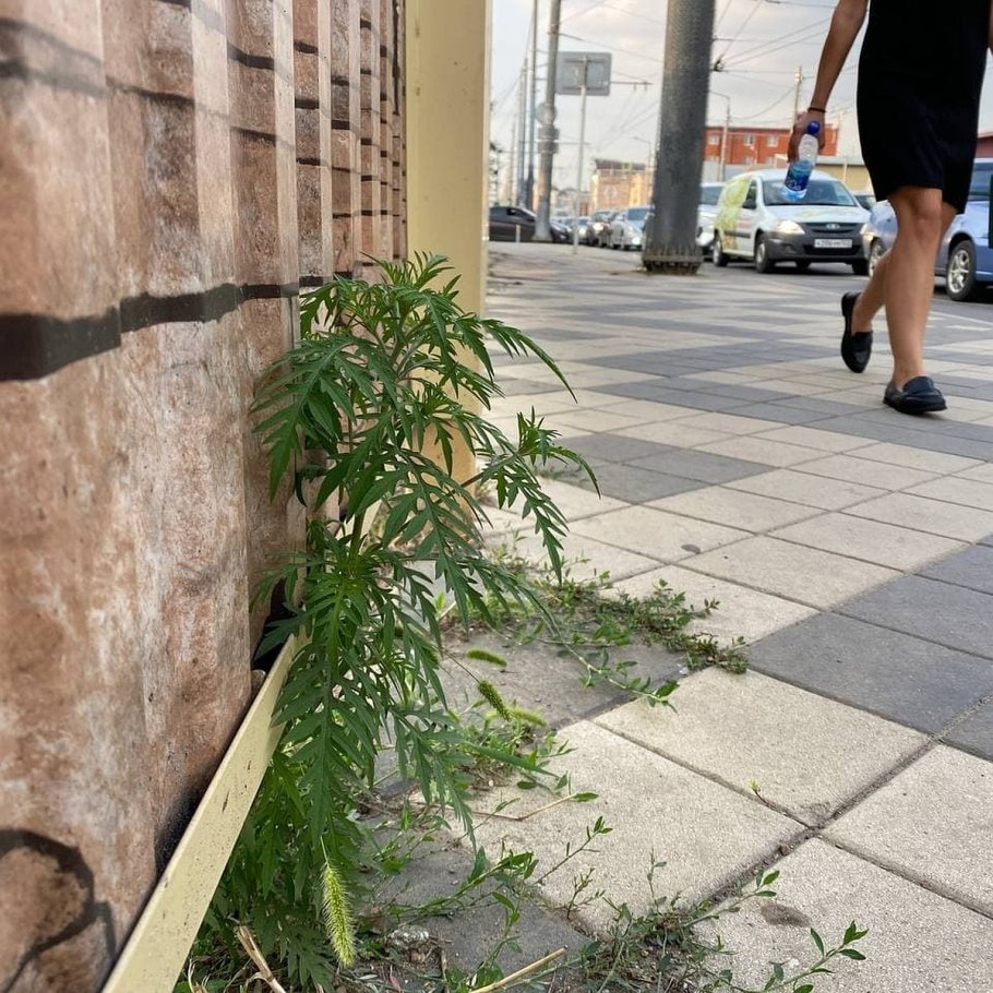 Амброзия иволистная