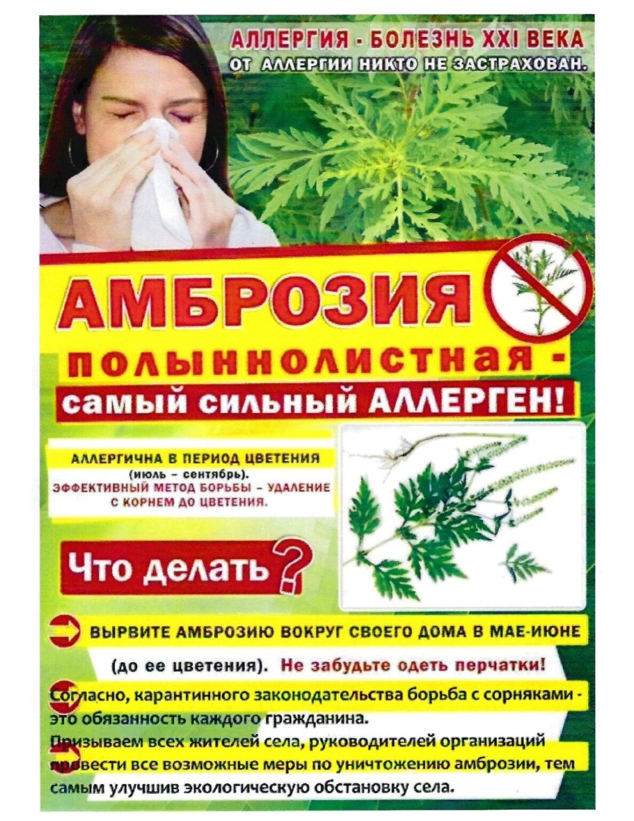 Аллергия на амброзию