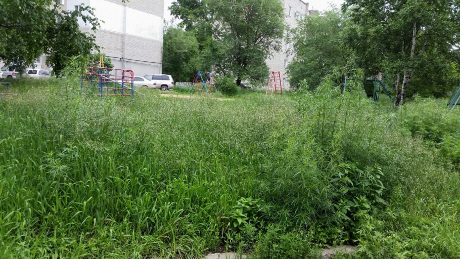 Полынь амброзия