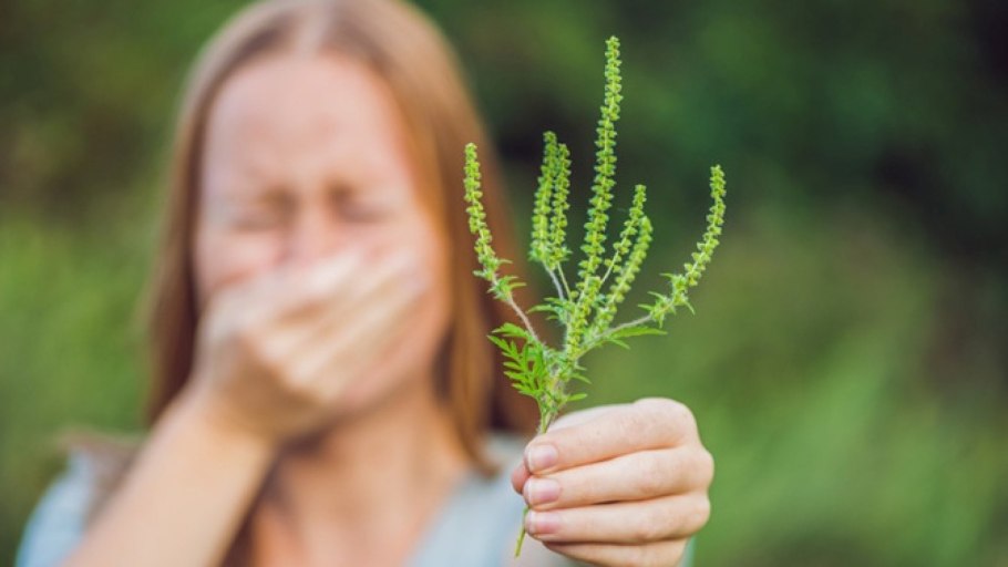 Амброзия желтая