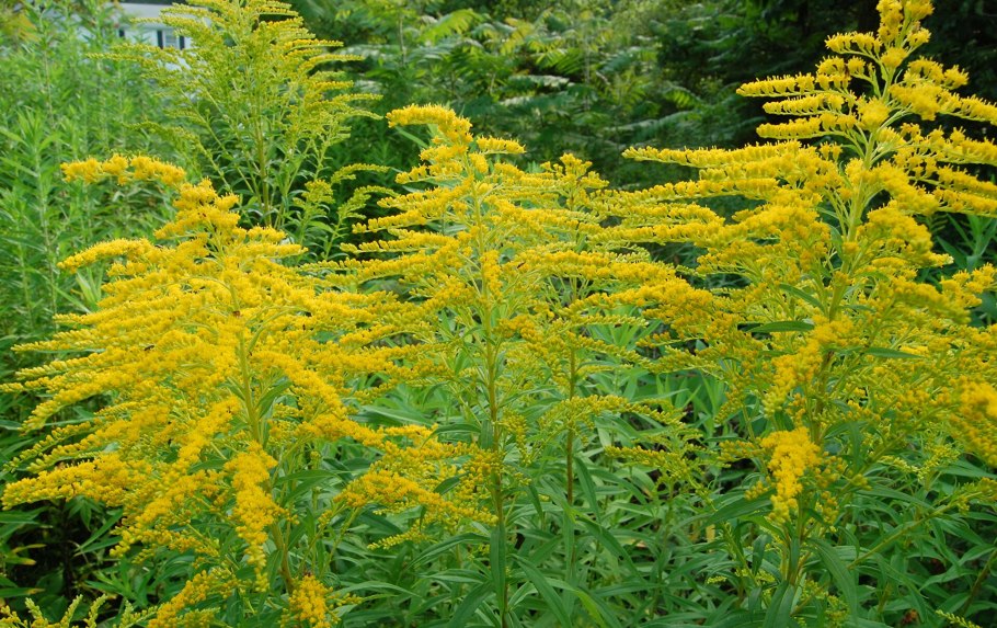 Амброзия растение в Крыму