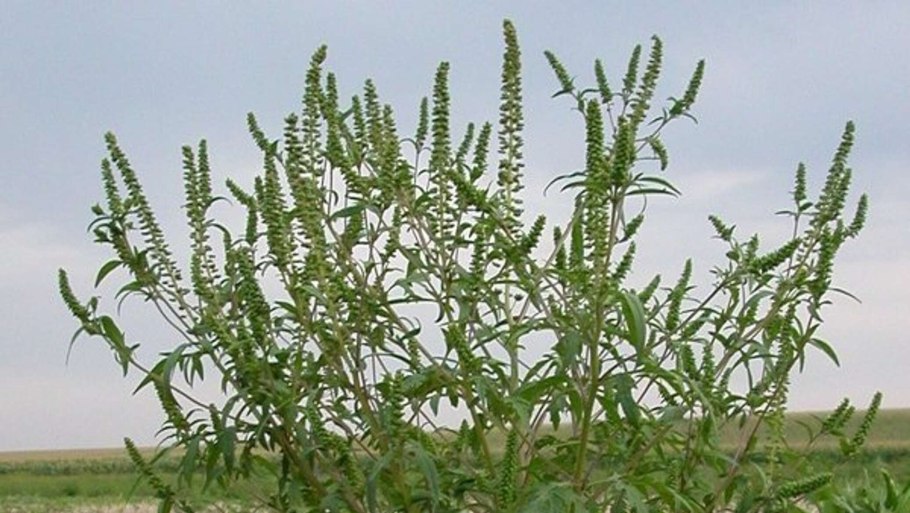 Амброзия трехраздельная