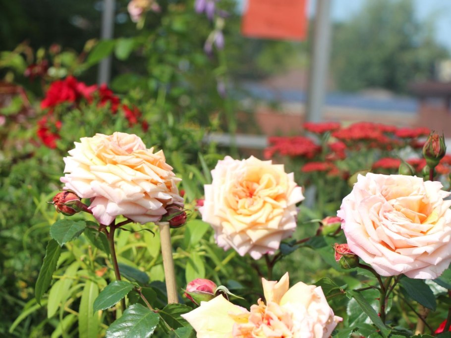 Роза плетистая Барок, Тантау