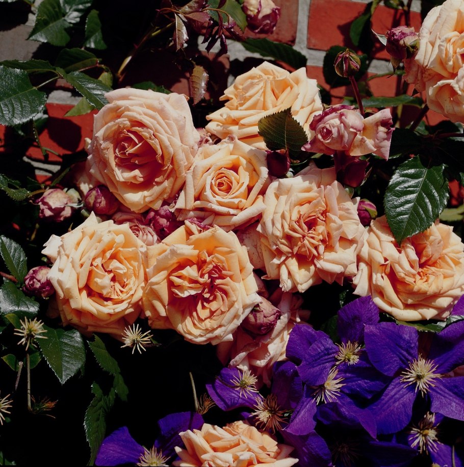 Роза шраб Алхимист "Alchymist"